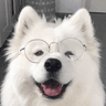 divi