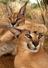 caracals